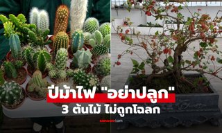 เตือนสายมู! 3 ต้นไม้ "ของแสลง" ปีม้าไฟ ปลูกไประวังขัดโชค จากจะรุ่ง... กลายเป็นร่วง