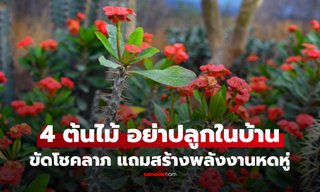 เปิด 4 ต้นไม้ "อย่าปลูกในบ้าน" ไม่ใช่แค่ขัดโชคลาภ ยังสร้างพลังงานหดหู่!