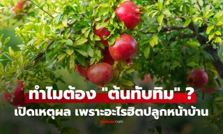 ทำไมคนชอบปลูก "ต้นทับทิม" ไว้หน้าบ้าน? รู้คำตอบแล้วอยากปลูกด้วยทันที ไม่ได้มีแค่เรื่องโชคดี