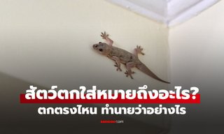สัตว์ตกใส่หมายถึงอะไร? เปิดตำราลางบอกเหตุโบราณ ตกตรงไหน ทำนายว่าอย่างไร
