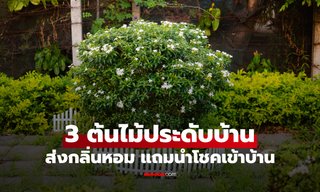 เปิด 3 ต้นไม้กลิ่นหอม ปลูกประดับบ้าน เสริมโชคลาภ ดึงความโชคดี ให้เจ้าของบ้าน