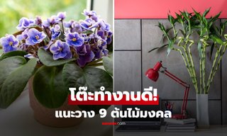9 ต้นไม้มงคล "บนโต๊ะทำงาน" ตามความเชื่อฮวงจุ้ย วางแล้วช่วยเสริมพลังด้านไหน?