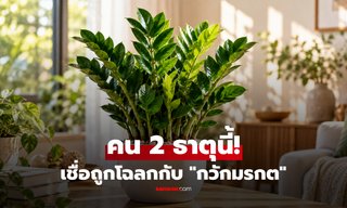 เปิดเคล็ดลับสายมู! 2 ธาตุที่เชื่อว่าถูกโฉลกกับ "กวักมรกต" ปลูกแล้วเสริมความเฮง