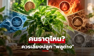 "พลูด่าง" คนธาตุไหนควรเลี่ยงปลูก? เปิดความเชื่อฮวงจุ้ย พร้อมจุดวางเสริมความมงคลในบ้าน!