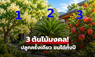 3 ต้นไม้เสริมสิริมงคล ปลูกครั้งเดียว-ชมได้ทั้งปี เสริมพูนความรุ่งเรืองให้ลูกหลาน!