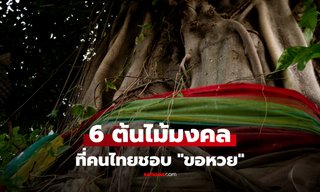 เปิด 6 ต้นไม้มงคล ตามความเชื่อที่คนไทยนิยม "ขอหวย"