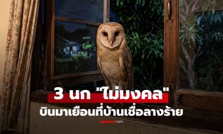 โบราณเชื่อ 3 นกนี้บินเข้าบ้าน เป็น "ลางร้าย" เผยอีกมุม ความจริงที่มีมากกว่าความโชคร้าย