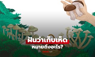ฝันเก็บเห็ด ทำนายฝันหมายถึงอะไร? ฝันเห็นเห็ด เก็บเห็ดเยอะๆ พร้อมเลขเด็ด