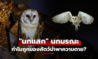 นกแสกเกาะหลังคา บ้านจะมีคนตายจริงหรือ? เปิดตำนาน “นกผี” พาหนะพระกาฬรับดวงวิญญาณ