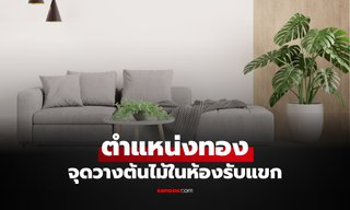 เปิด  3 "ตำแหน่งทอง" จุดวาง "ต้นไม้" ในห้องรับแขก ตามความเชื่อฮวงจุ้ย