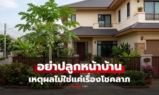 ไม้ผลสีเขียว สุกแล้วหอมหวาน แต่ "อย่าปลูกหน้าบ้าน" ไม่ใช่แค่อับโชค ยังมีเหตุผลที่ซ่อนอยู่!