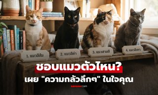 เลือกแมว 1 ตัวที่ถูกใจที่สุด เผย “ความกลัวลึกๆ” ที่ซ่อนอยู่ในใจคุณ