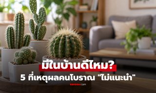"กระบองเพชร" ปลูกในบ้านดีไหม? เปิด 5 เหตุผลที่คนโบราณ ไม่แนะนำ!