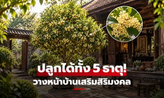 แนะนำ "ไม้หอมมงคล" ที่ปลูกได้ทั้ง 5 ธาตุ วางไว้หน้าบ้านเชื่อเสริมสิริมงคล!