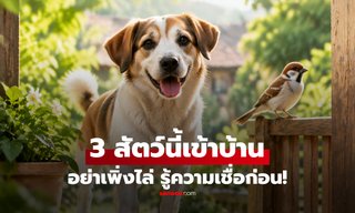 เผยโฉม 3 สัตว์มงคล เชื่อหากบังเอิญมาเยือนบ้าน เชื่อว่าอาจนำพาเรื่องดีๆ มาให้!