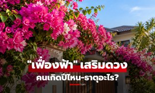 "เฟื่องฟ้า" เสริมดวงคนเกิดปีไหน-ธาตุอะไร? เชื่อถูกโฉลก-เสริมรุ่งเรือง ปลูกแล้วเรียกพลังดีเข้าบ้าน!