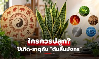 ปีเกิดและธาตุใด? ที่เหมาะสมกับการปลูก "ต้นลิ้นมังกร" เพื่อเสริมดวงตามหลักฮวงจุ้ย!