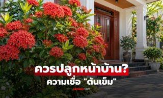 "ต้นเข็ม" ควรปลูกหน้าบ้านไหม? เปิด 5 เรื่องที่ควรรู้ ทั้งความเชื่อและวิธีปลูกให้สวย!