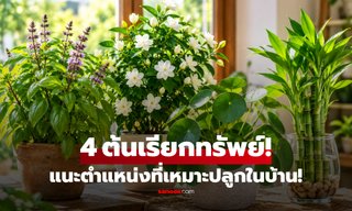 4 ต้นไม้ "ดึงดูดโชคลาภ" เรียกทรัพย์ตามความเชื่อ พร้อมแนะตำแหน่งที่เหมาะปลูกในบ้าน!