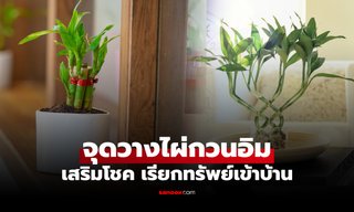 เปิดจุดวาง "ต้นไผ่กวนอิม" เสริมฮวงจุ้ยบ้าน เรียกทรัพย์ รับโชค