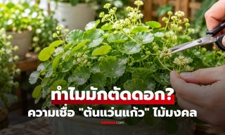 เปิดเหตุผล! ทำไมคนปลูกไม้มงคล "ต้นแว่นแก้ว" พอออกดอกกลับนิยมตัดทิ้ง?