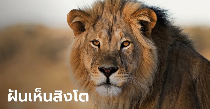 ฝันเห็นสิงโต