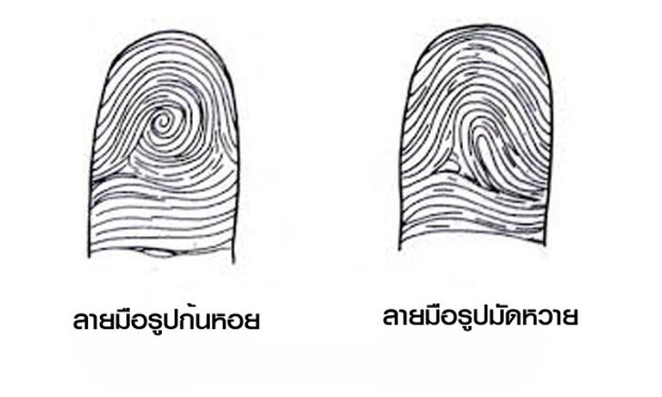 ดูลายมือจากรูปก้นหอยในนิ้ว