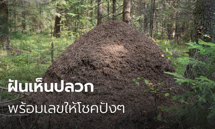 ฝันเห็น ปลวกขึ้นบ้าน