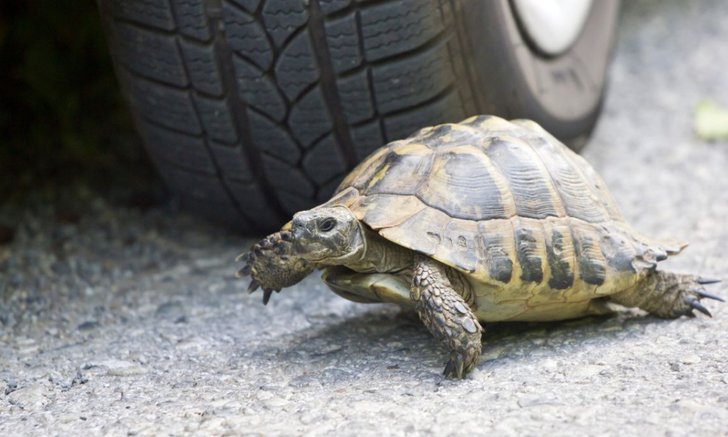 .โชคดีหรือโชคร้าย! สัตว์วิ่งตัดหน้ารถ ตามความเชื่อโบราณ.