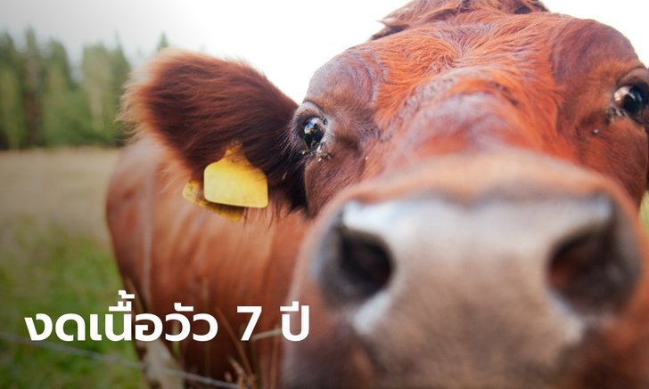 5 ลัคนาราศี ใน 7 ปีนี้ ควรหลีกเลี่ยงการกินเนื้อวัว