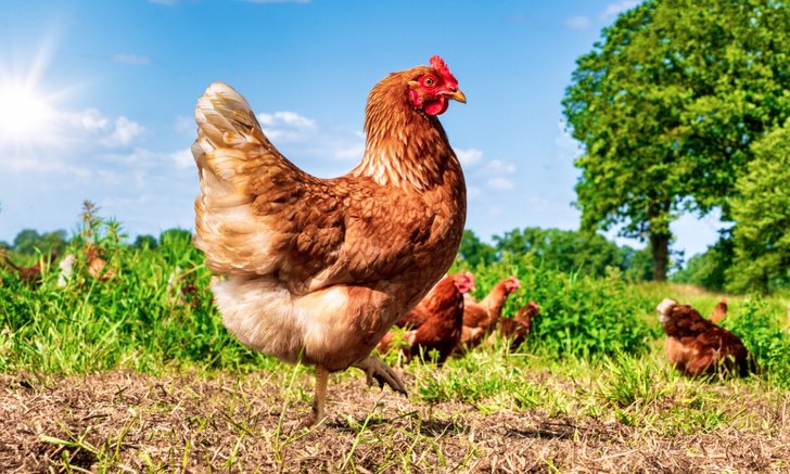 .ฝันเห็นไก่ ทำนายฝันหมายความว่าอย่างไร พร้อมเลขเด็ดให้โชค.