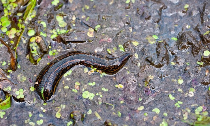 .ฝันเห็นปลิง ทำนายฝันหมายความว่าอย่างไร พร้อมเลขเด็ดให้โชค.