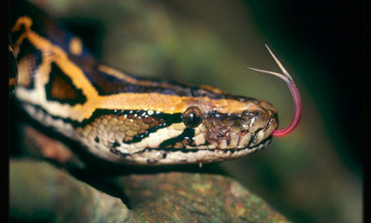 .ความเชื่อเรื่องงูเข้าบ้านพร้อมคาถาป้องกันงู.