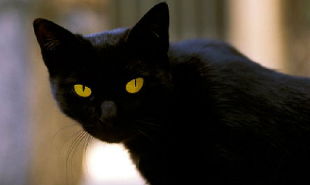 แมวสีดำ