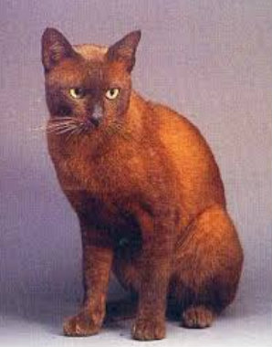 แมวสีทองแดง