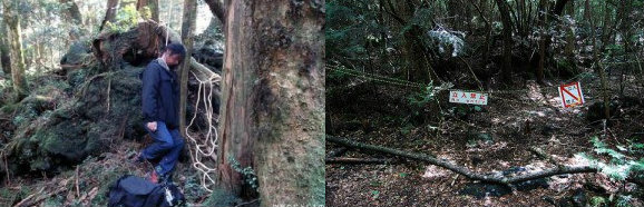  Aokigahara Forest (ป่าฆ่าตัวตาย)