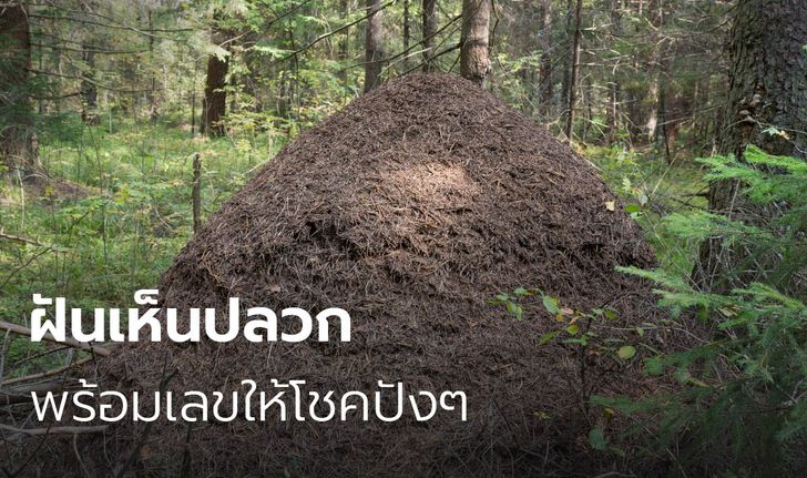 ฝันเห็นปลวก ฝันเห็นจอมปลวก ทำนายฝันว่าอย่างไร พร้อมเลขเด็ดให้โชค