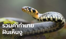 ฝันเห็นงูดำ ฝันว่ากินงูเป็นๆ หมายความว่ายังไง พร้อมเลขให้โชค