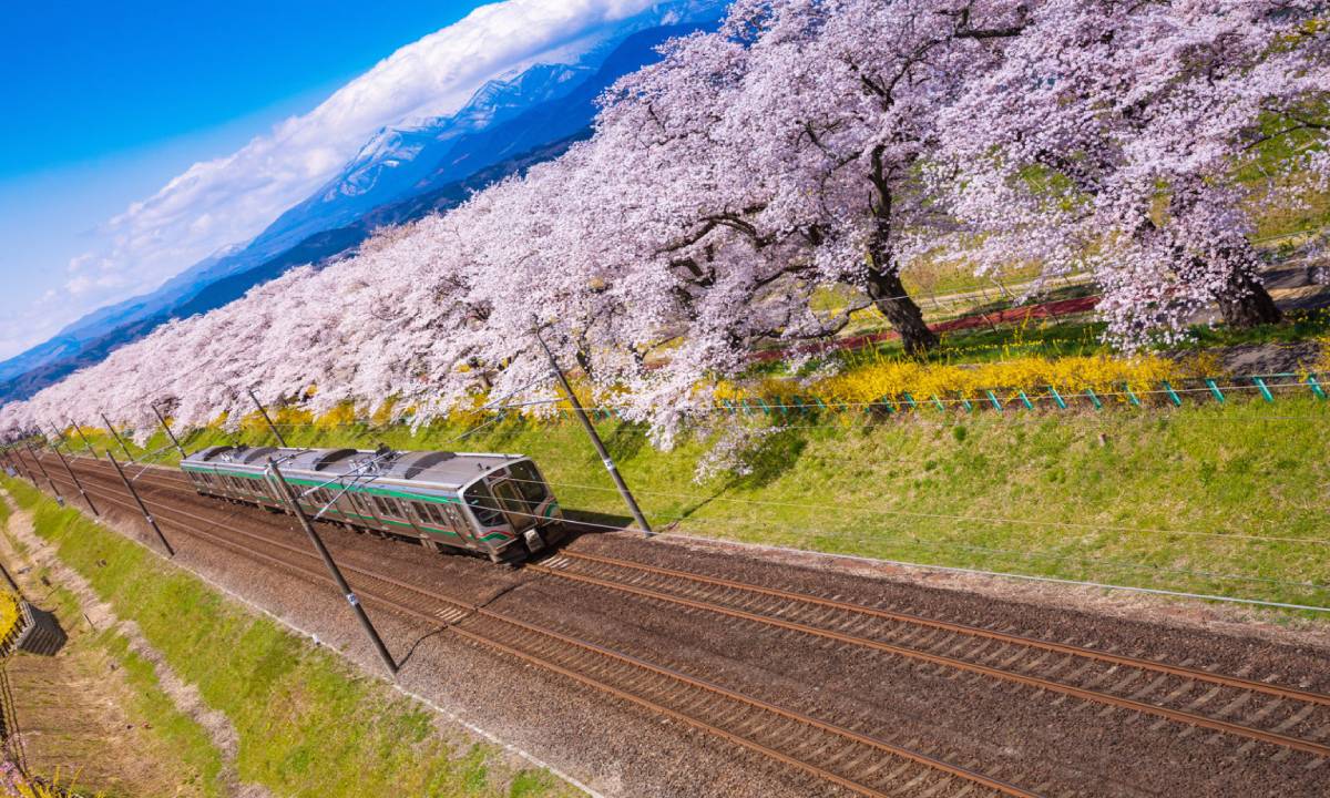แบบทดสอบจากญี่ปุ่น ความฝันใดจะเป็นจริงในฤดูใบไม้ผลินี้!