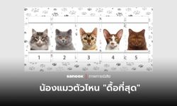 แบบทดสอบนิสัย น้องแมวตัวไหน “ดื้อที่สุด” คำตอบที่คุณเลือกสะท้อน “จุดเด่น” ที่คนอื่นชื่นชม