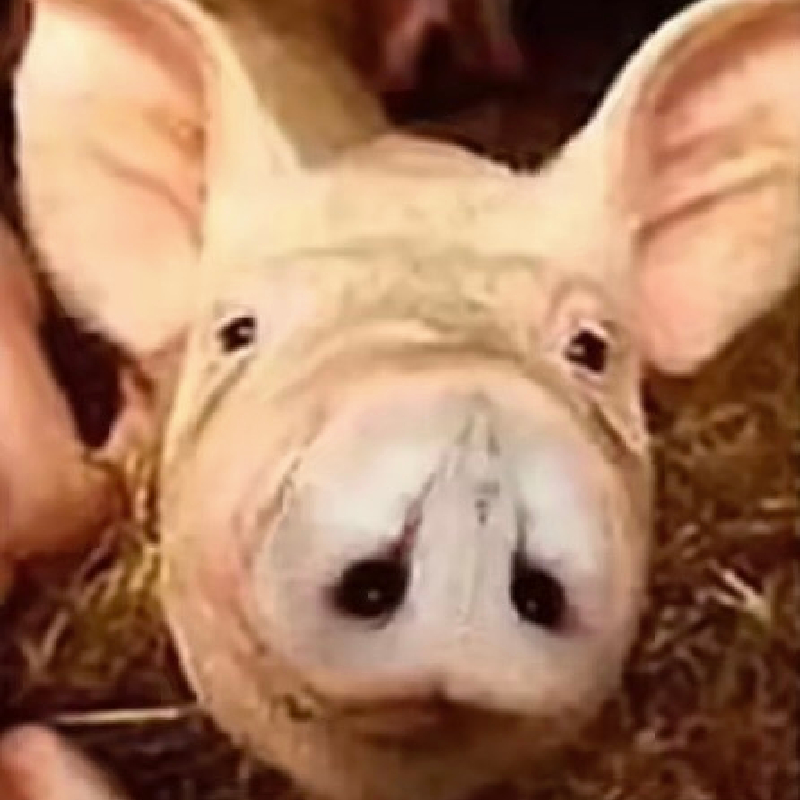 แบบทดสอบสมอง