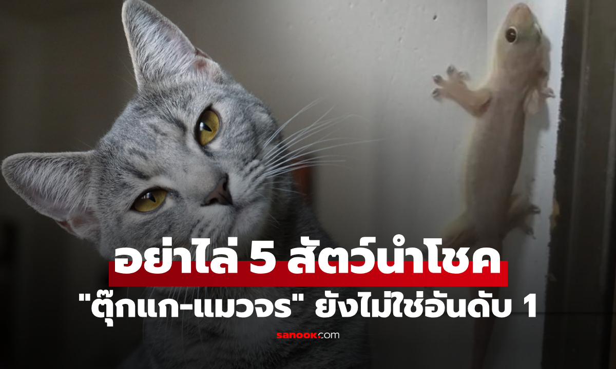 อย่าเพิ่งไล่! 5 สัตว์แปลก ที่เข้ามาในบ้านแล้วไม่ยอมไป หลักฮวงจุ้ยเชื่อ "เงินไหลมาเหมือนน้ำ"