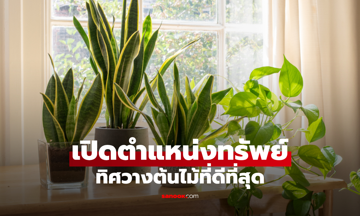 เปิด “ตำแหน่งทรัพย์” ฮวงจุ้ยวางต้นไม้เรียกเงินทอง มุมไหนช่วยดึงดูดความมั่งคั่ง