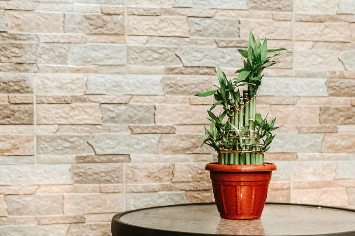 ต้นไผ่กวนอิม