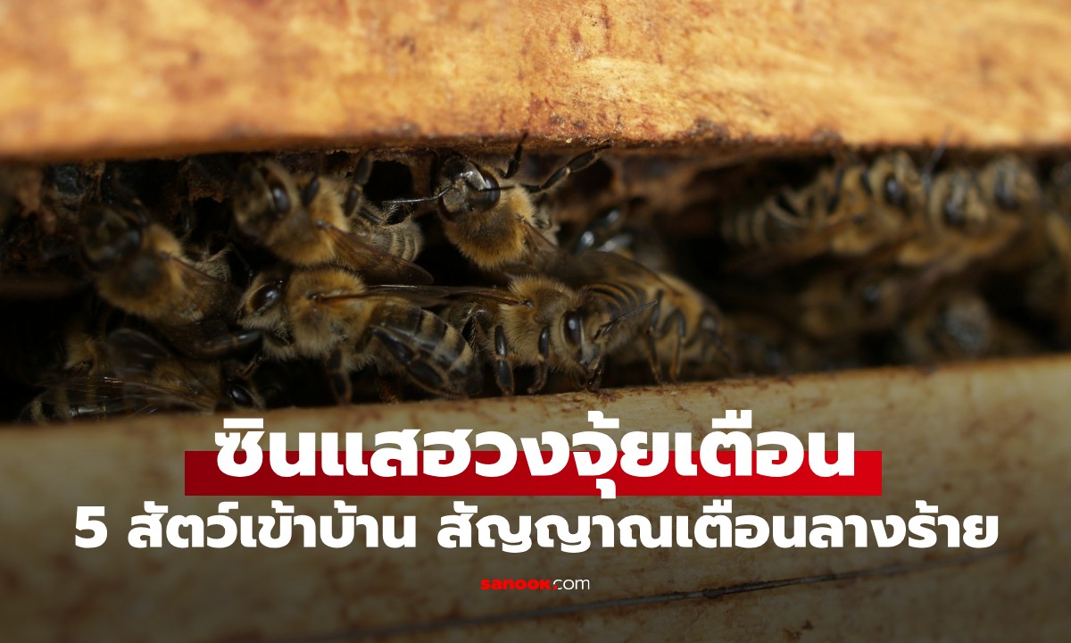 เปิด 5 สัตว์เข้าบ้าน สัญญาณเตือนลางร้าย ซินแสฮวงจุ้ยเตือน อย่ามองข้าม