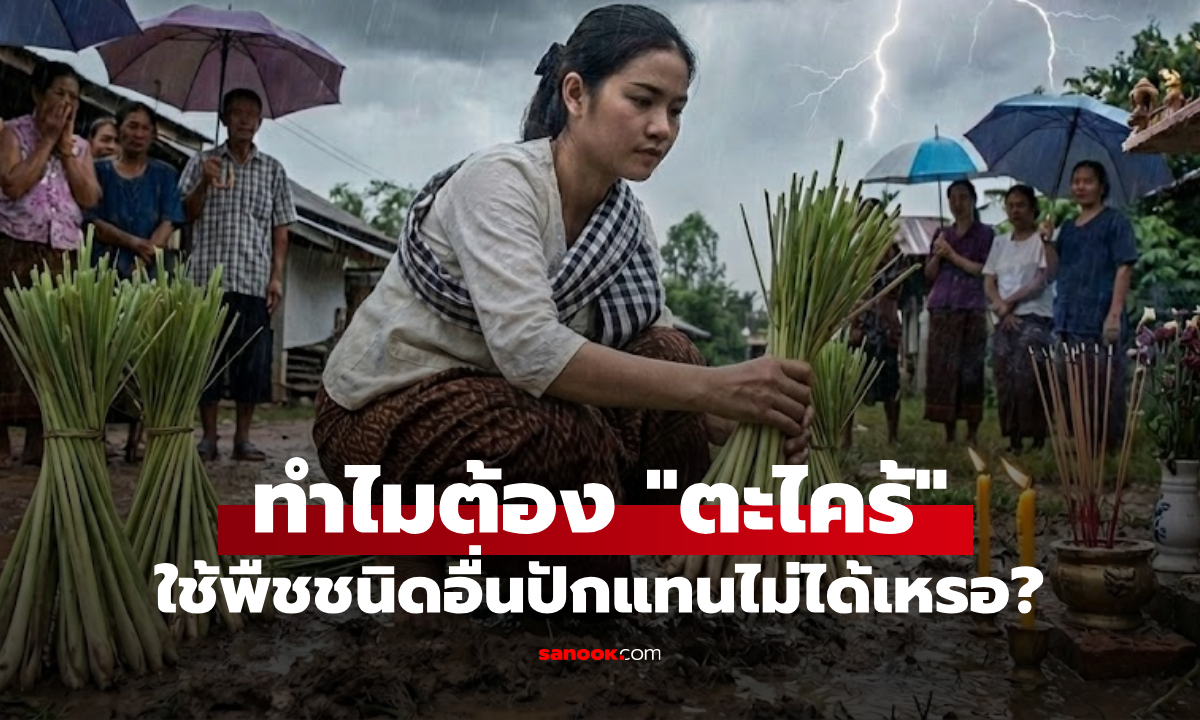 ทำไมต้องใช้ "ตะไคร้" ปักเพื่อไล่ฝน ใช้พืชชนิดอื่นไม่ได้เหรอ?