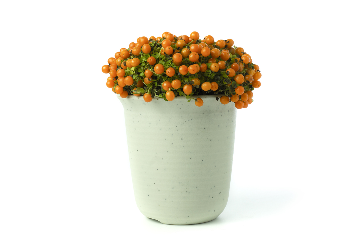 ต้นไม้มงคล