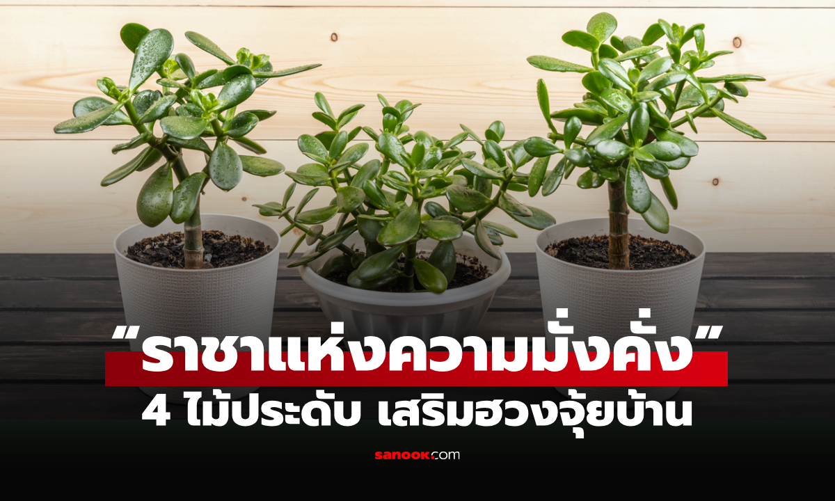 4 ไม้ประดับ “ราชาแห่งความมั่งคั่ง”  เสริมฮวงจุ้ย เพิ่มความอุดมสมบูรณ์ให้บ้าน
