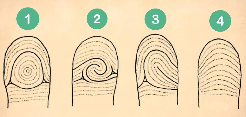 แบบทดสอบบุคลิกภาพ ลายนิ้วมือ