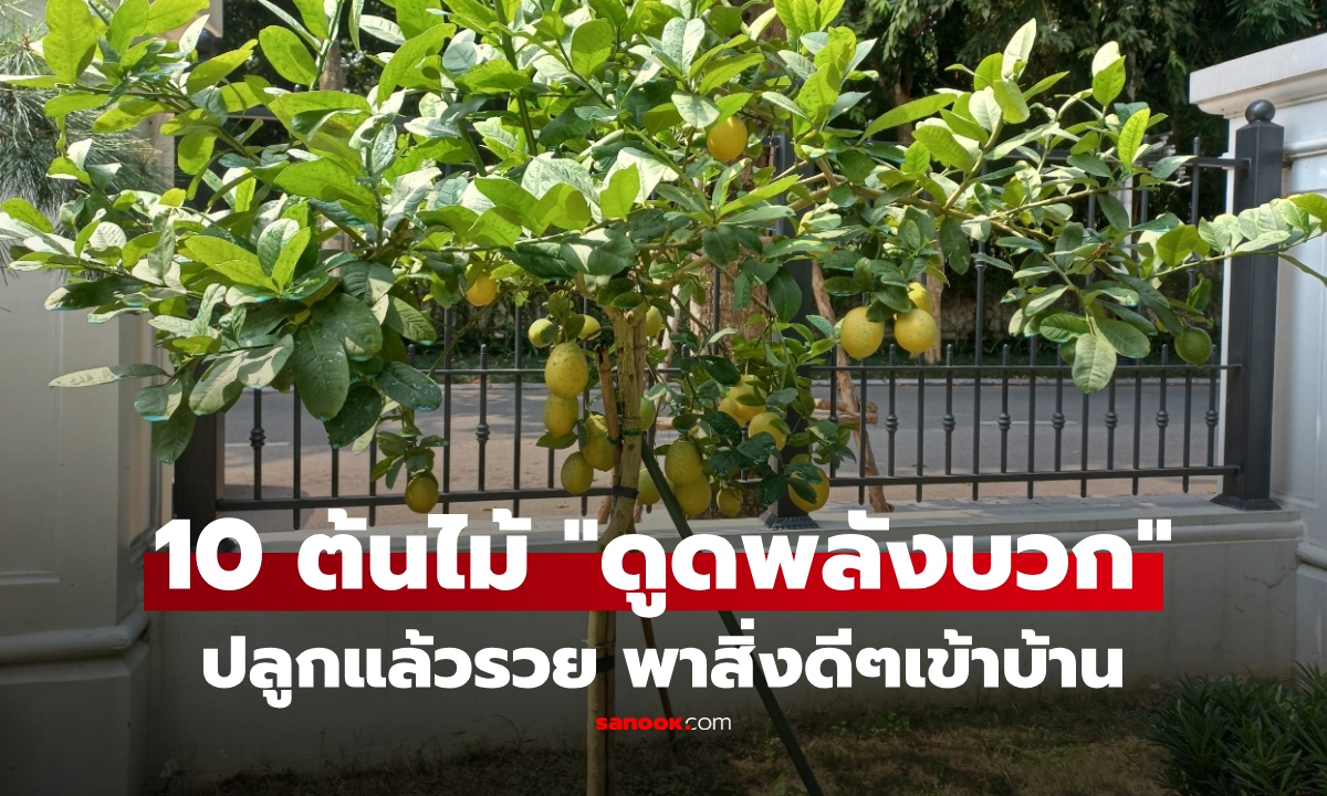 10 ต้นไม้ ปลูกในบ้าน "ดึงพลังบวก" เสริมโชค เรียกทรัพย์ พาสิ่งดีๆเข้าบ้านรัวๆ